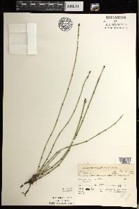 Equisetum variegatum image