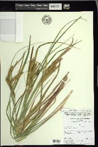 Carex schweinitzii image