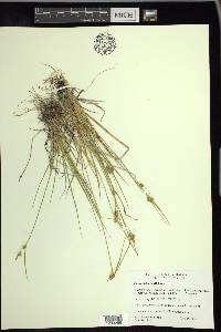 Carex viridula image