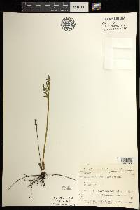 Botrychium matricariifolium image