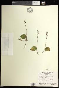 Amerorchis rotundifolia image