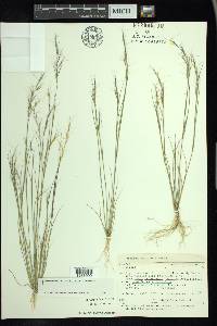 Aristida basiramea image