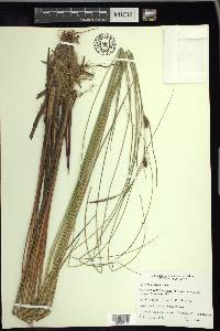 Carex lasiocarpa image