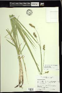 Carex normalis image