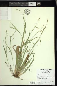 Carex laxiculmis image