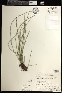 Equisetum variegatum image