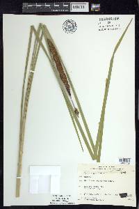 Typha angustifolia image