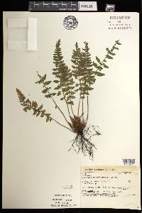 Woodsia ilvensis image