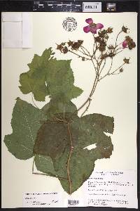 Rubus odoratus image