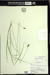 Carex tincta image