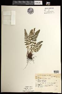 Woodsia ilvensis image