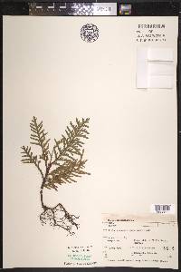 Thuja occidentalis image