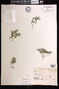 Selaginella rupestris image