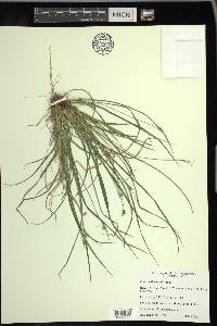 Carex willdenowii image