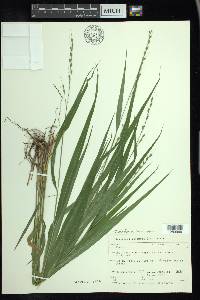 Oryzopsis racemosa image