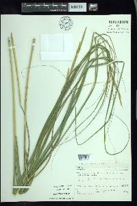 Spartina pectinata image