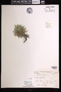 Selaginella rupestris image