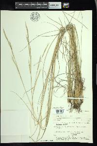 Hesperostipa comata image