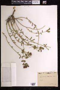 Euphorbia fragifera image