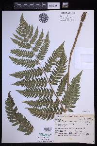 Dryopteris goldieana image