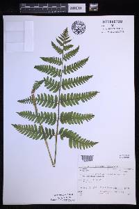 Dryopteris goldieana image