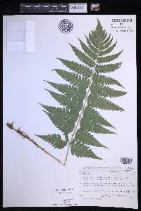 Dryopteris clintoniana image