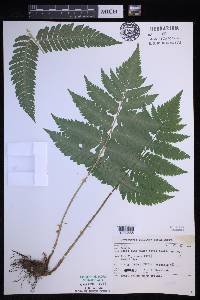 Dryopteris goldieana image