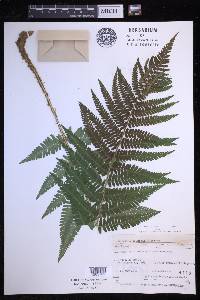 Dryopteris filix-mas image