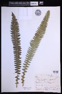 Polystichum lonchitis image