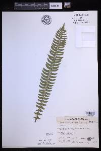 Polystichum lonchitis image