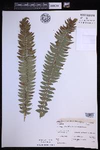 Polystichum lonchitis image