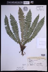 Polystichum lonchitis image