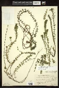 Elodea canadensis image