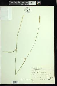 Alopecurus pratensis image