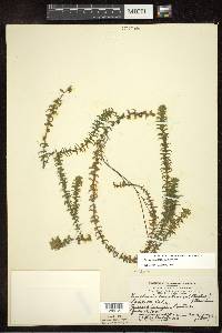 Elodea canadensis image