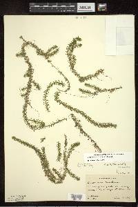 Elodea nuttallii image