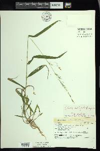 Cinna latifolia image