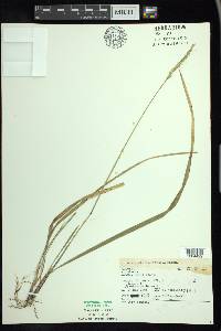 Oryzopsis asperifolia image