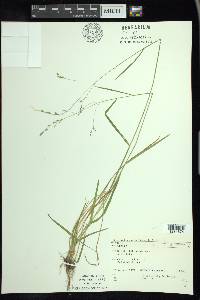 Poa saltuensis image