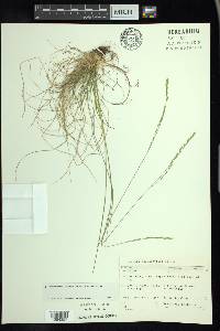 Festuca occidentalis image