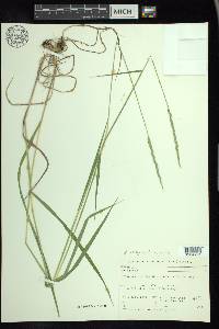 Elymus trachycaulus subsp. subsecundus image