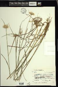 Eriophorum virginicum image