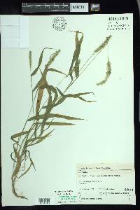 Setaria verticillata image