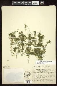 Elodea nuttallii image