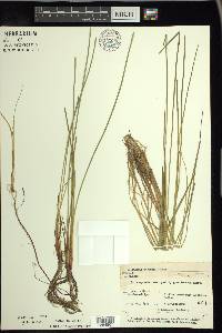 Eleocharis robbinsii image