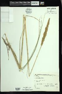 Calamagrostis stricta image