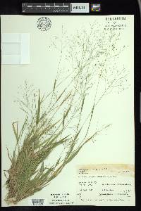 Panicum philadelphicum image