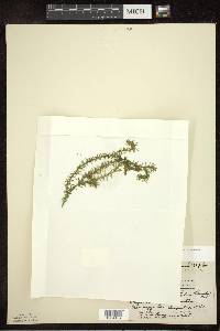 Elodea nuttallii image