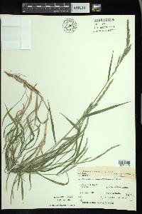 Muhlenbergia mexicana image