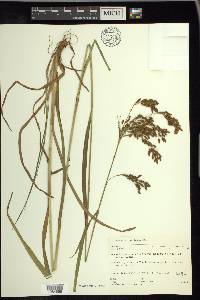 Scirpus pendulus image